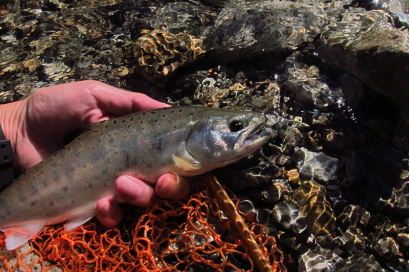 f:id:yossy-nt:20180709074501j:image