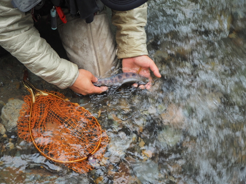 f:id:yossy-nt:20180912075249j:image