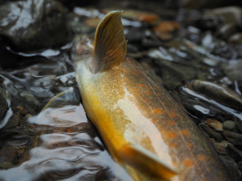 f:id:yossy-nt:20180912102407j:image