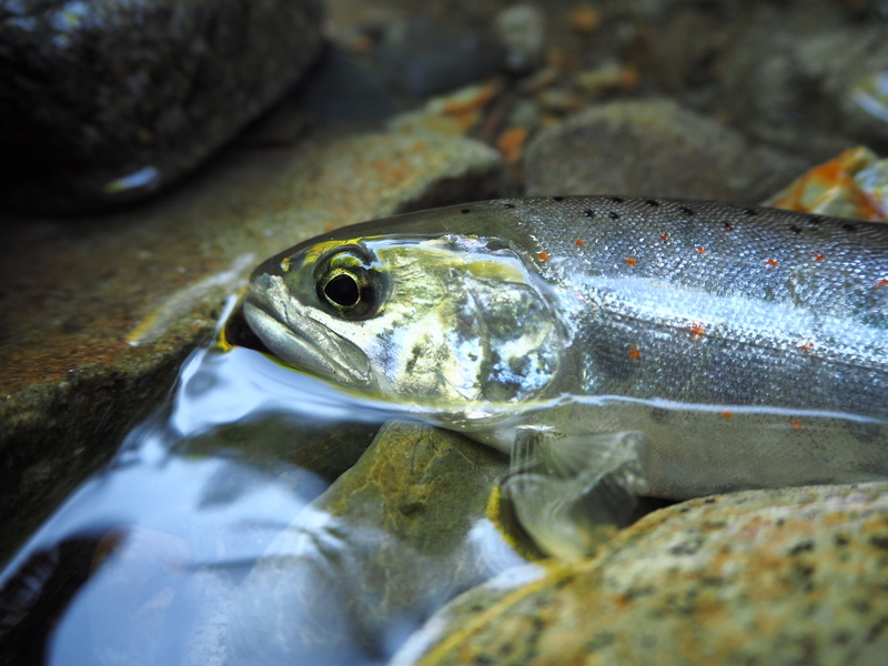 f:id:yossy-nt:20180919101847j:image