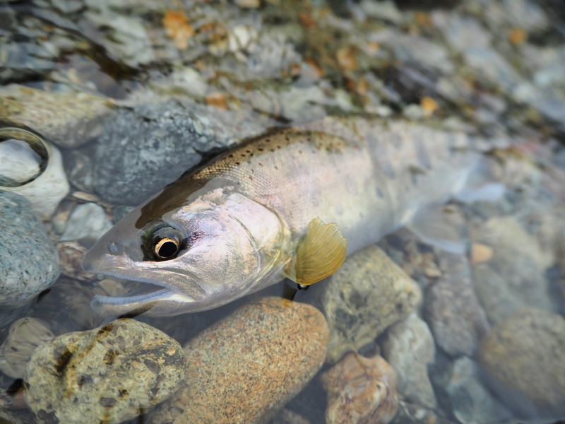 f:id:yossy-nt:20180925102504j:image