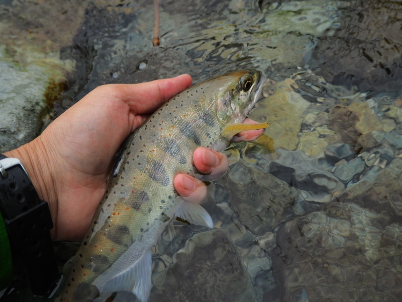 f:id:yossy-nt:20180925112251j:image