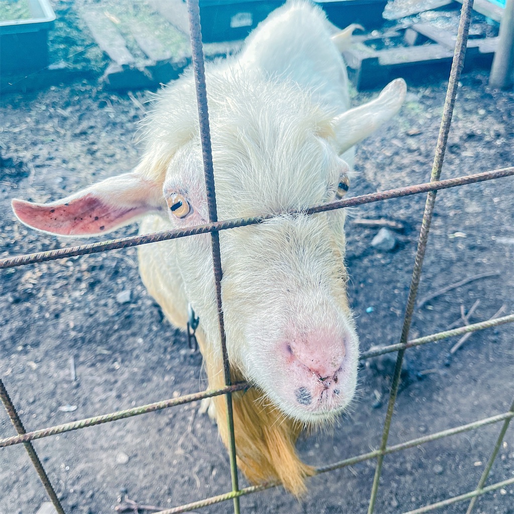 f:id:yossy713:20230807083101j:image