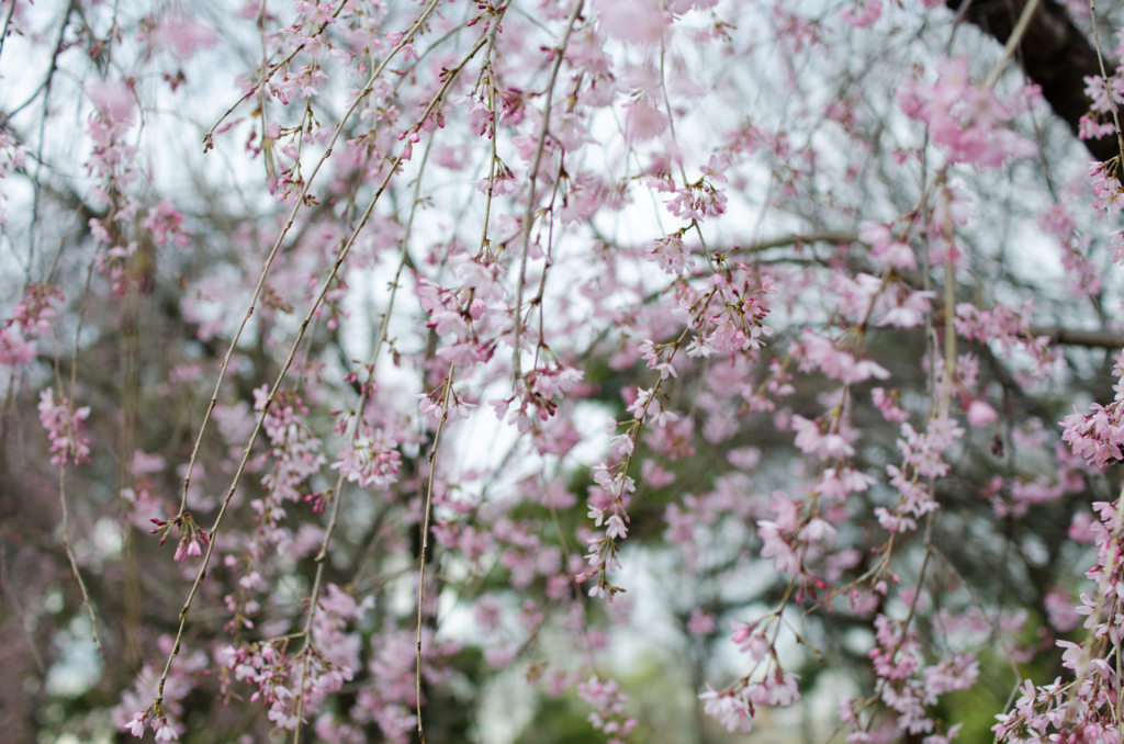 f:id:yossylife:20180327192619j:plain f:id:yossylife:20180327192619j:plain