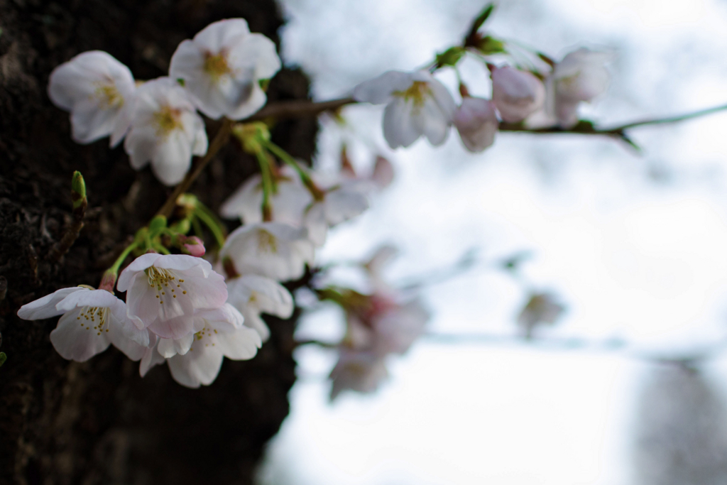 f:id:yossylife:20180327194204j:plain f:id:yossylife:20180327194204j:plain
