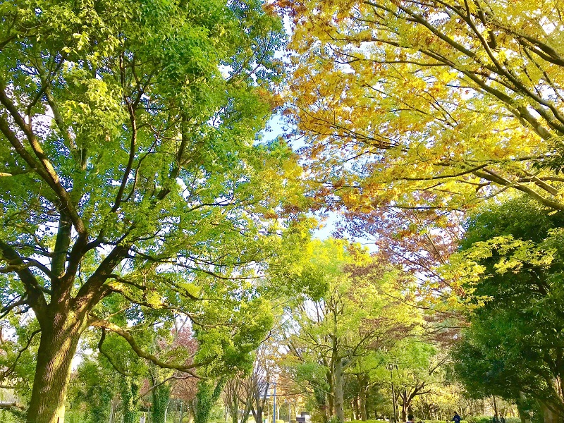 f:id:yosuke0609ak:20181118143846p:plain f:id:yosuke0609ak:20181118143846p:plain