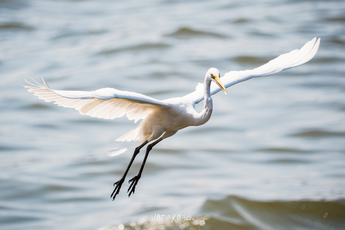 XF70-300mm f4-5.6】で元日は白サギ撮影 - MONOKIRI 35mm