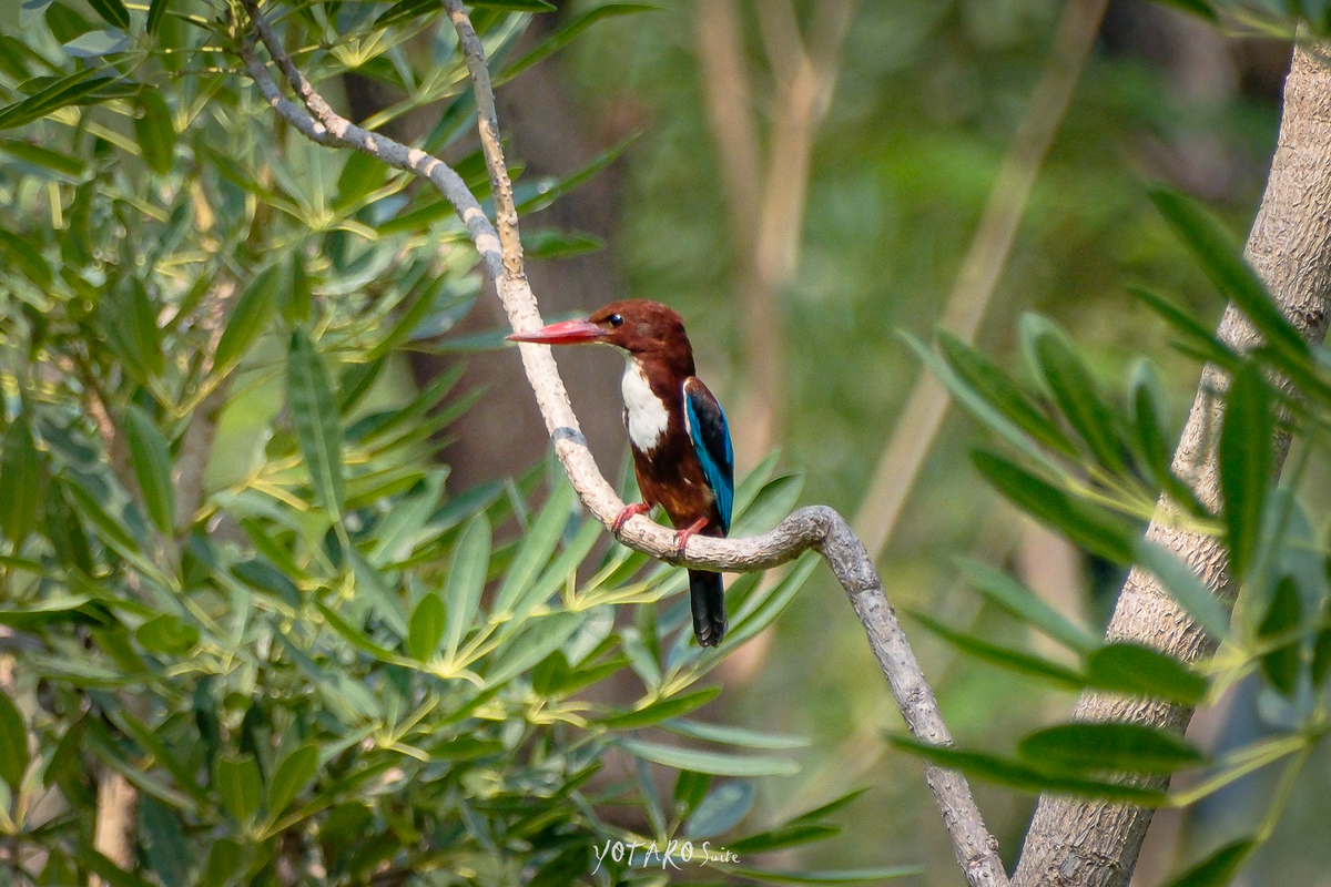 カワセミ アオショウビン yotarosuite’s diary