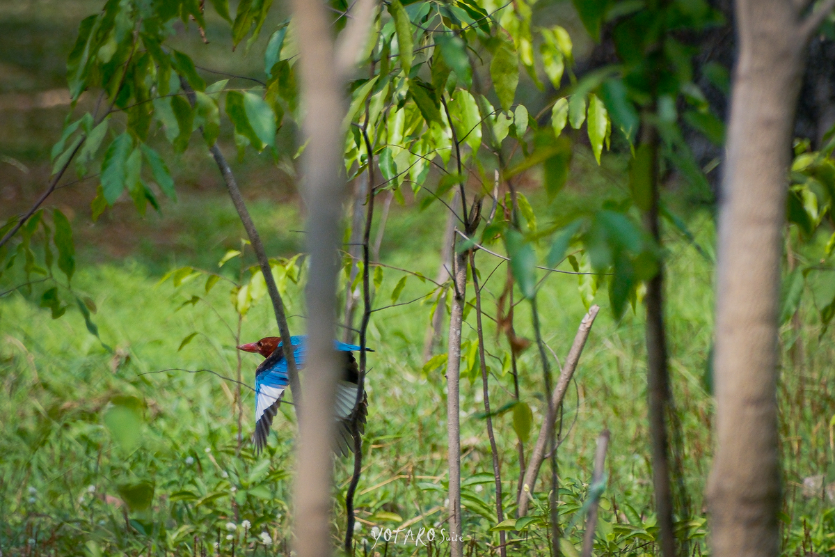 カワセミ アオショウビン yotarosuite’s diary