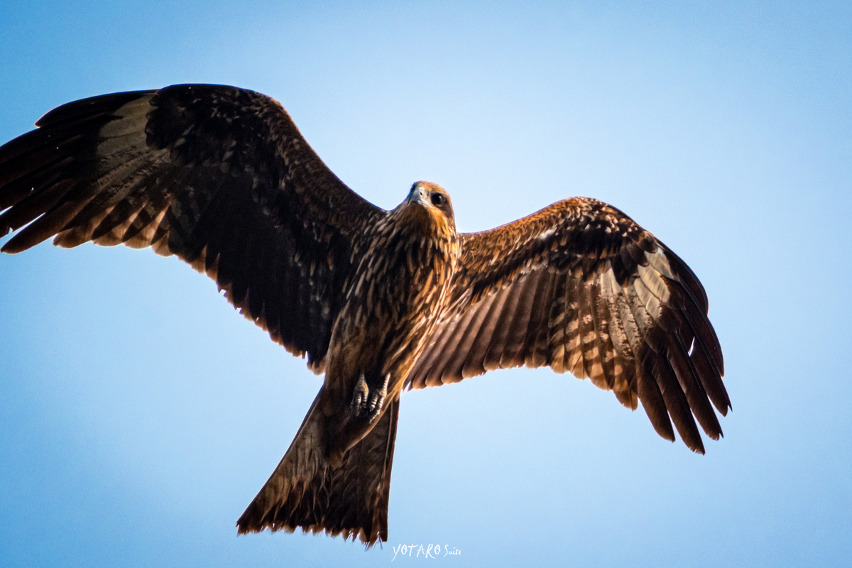 鳥撮り物語#06「超望遠600mmトビの飛翔」 - Yotarosuite's diary