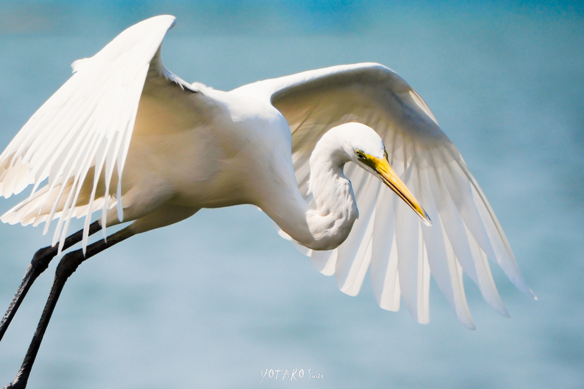 フジの野鳥撮影【XF70-300mmF4-5.6を手放した話】その4 - MONOKIRI 35mm