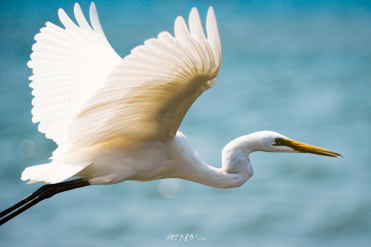 フジの野鳥撮影【XF70-300mmF4-5.6を手放した話】その4 - MONOKIRI 35mm