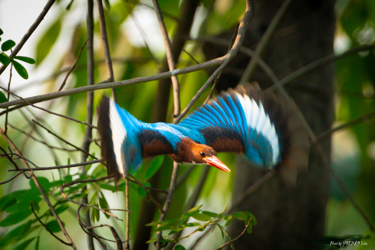 フジの野鳥撮影【XF70-300mmF4-5.6を手放した話】その6 - MONOKIRI 35mm