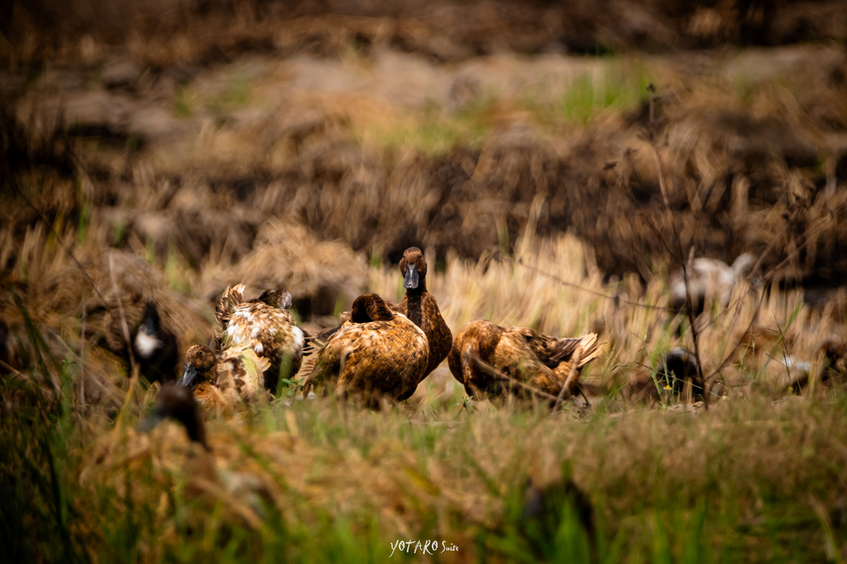 フジの野鳥撮影【XF70-300mmF4-5.6を手放した話】その6 - MONOKIRI 35mm