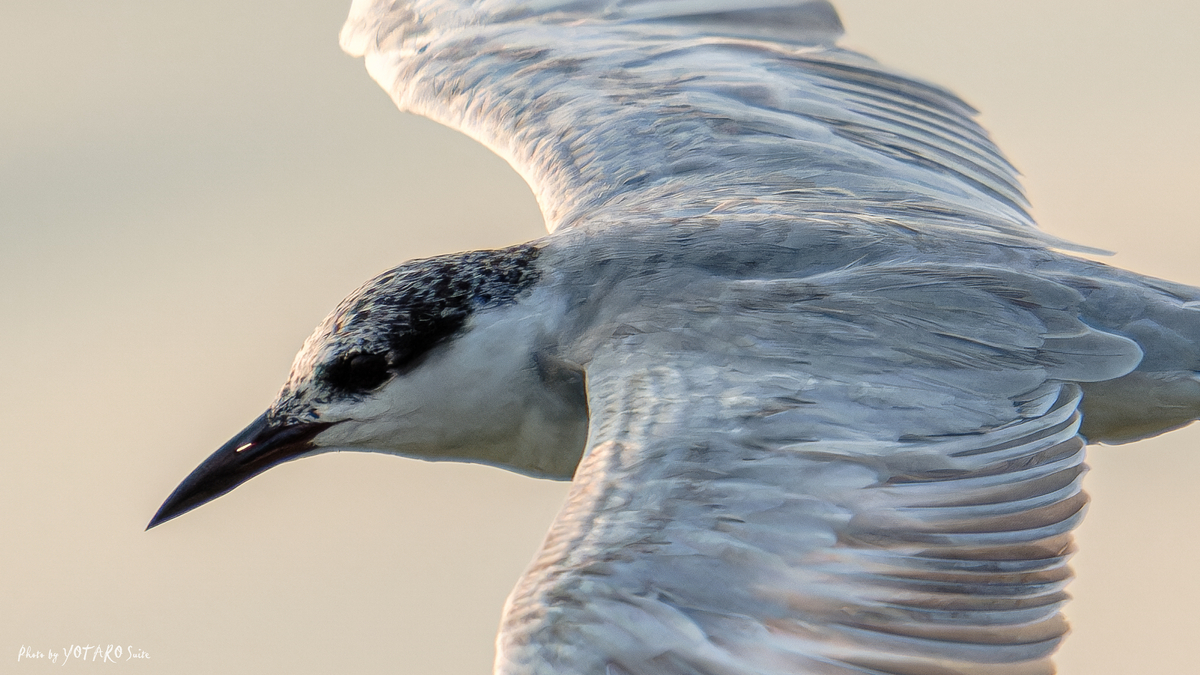 黒鳥作 夕暮れ 7a712f70a3cbc462ffdfe8d6df2d8c