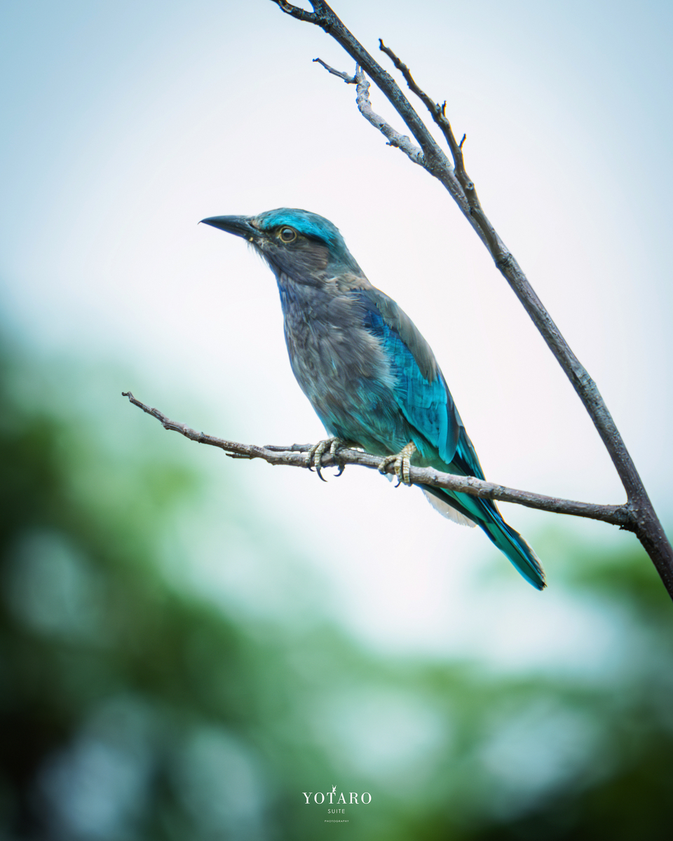 フジの野鳥撮影【XF70-300mmF4-5.6を手放した話】その7 - MONOKIRI 35mm