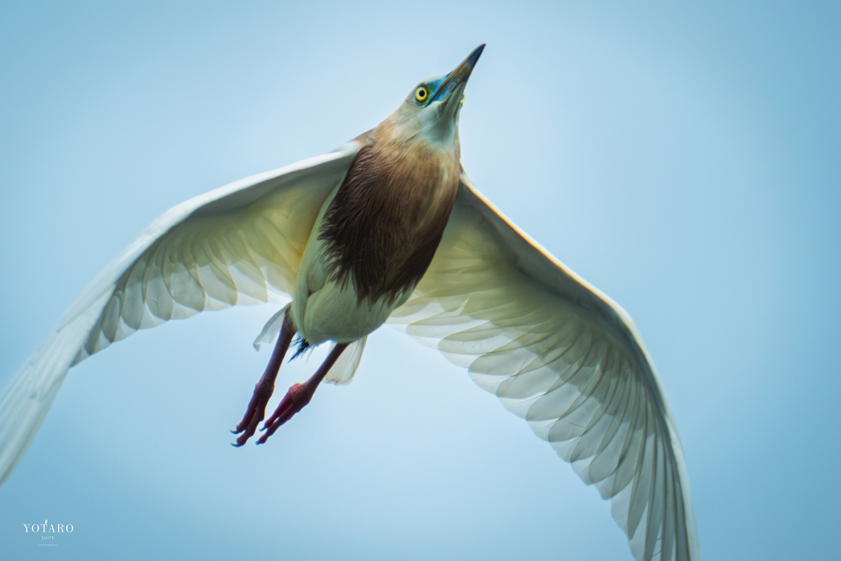 フジの野鳥撮影【XF70-300mmF4-5.6を手放した話】その7 - MONOKIRI 35mm