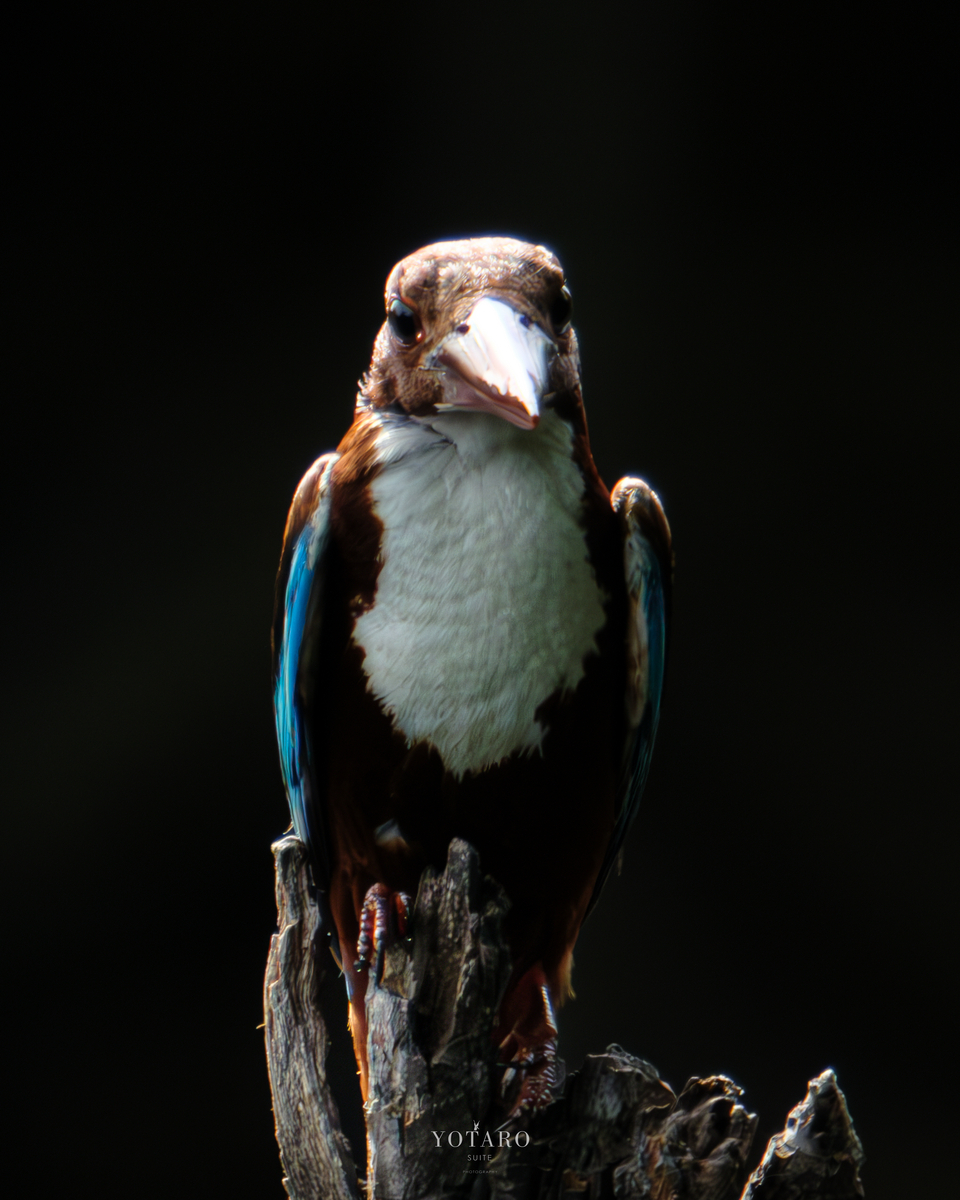 与太郎組曲「激写 アオショウビン」 yotarosuite’s diary