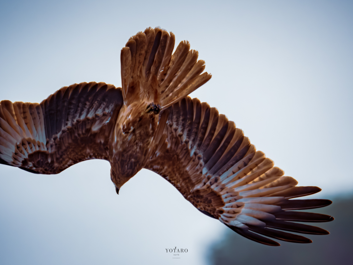 鳥撮り物語#23「トンビの飛翔」 - Yotarosuite's diary