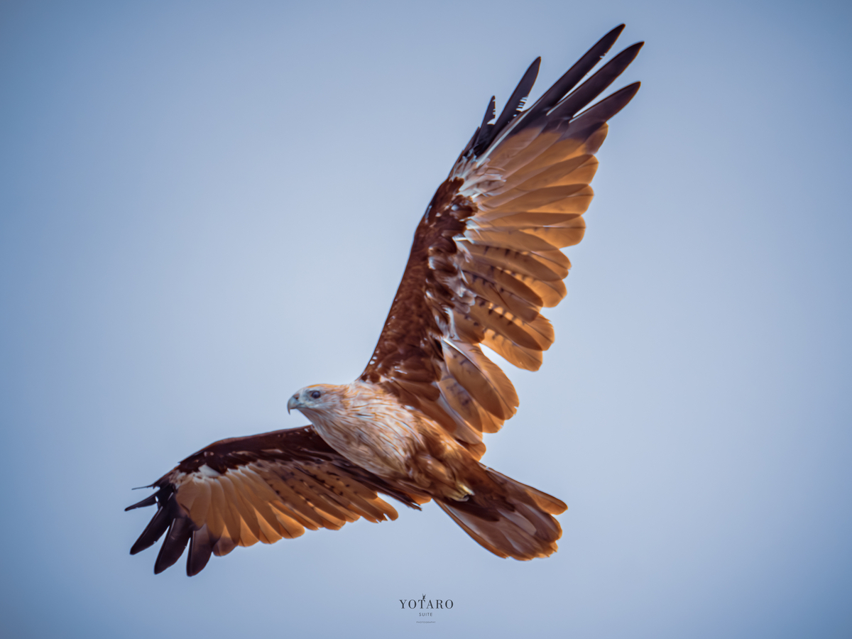鳥撮り物語#23「トンビの飛翔」 - Yotarosuite's diary