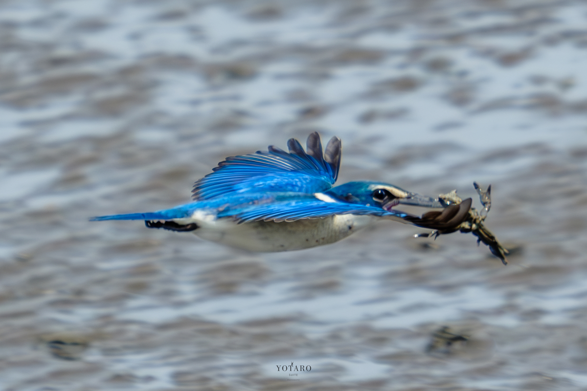 鳥撮り物語#24「ナンヨウショウビンの飛翔撮影 -再び