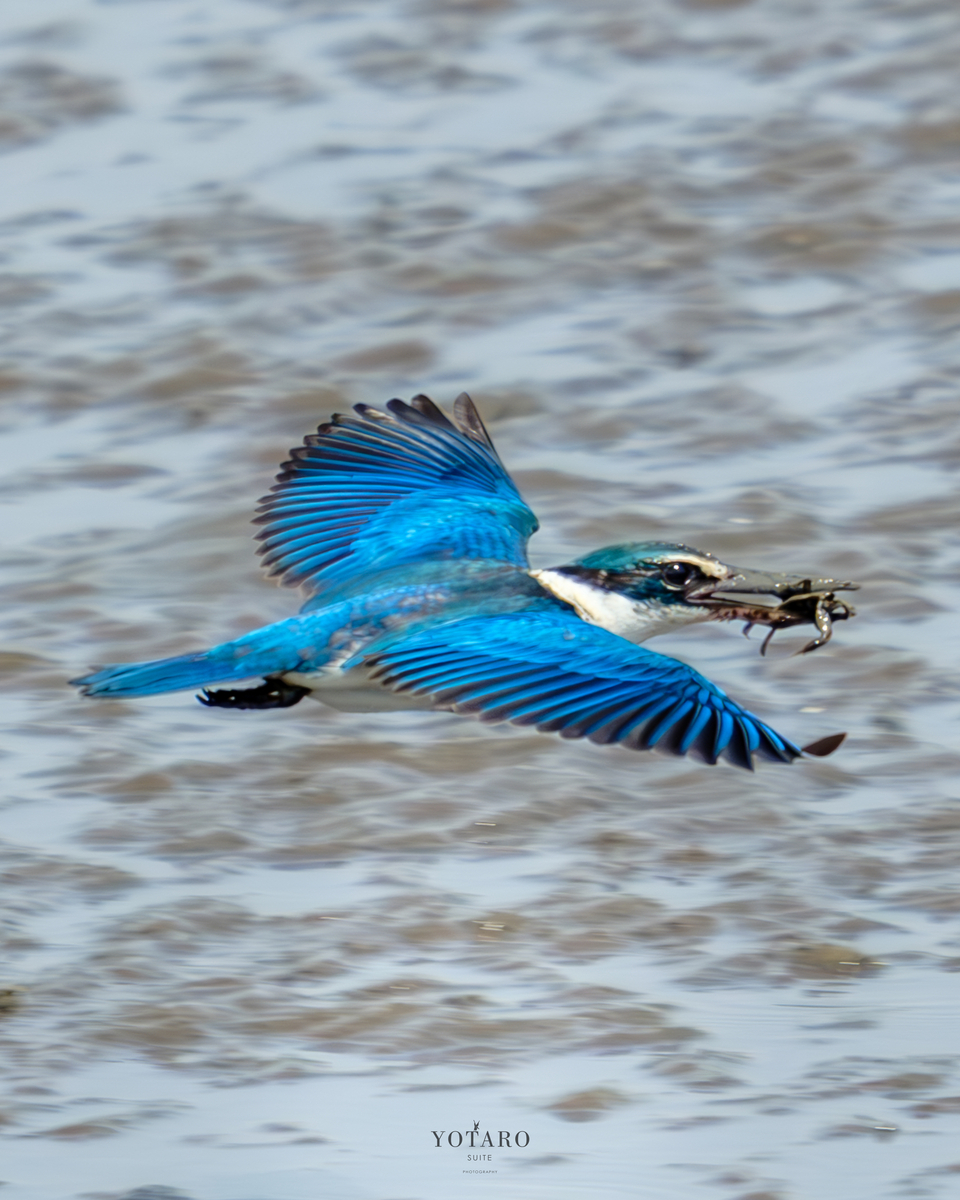 鳥撮り物語#24「ナンヨウショウビンの飛翔撮影 -再び