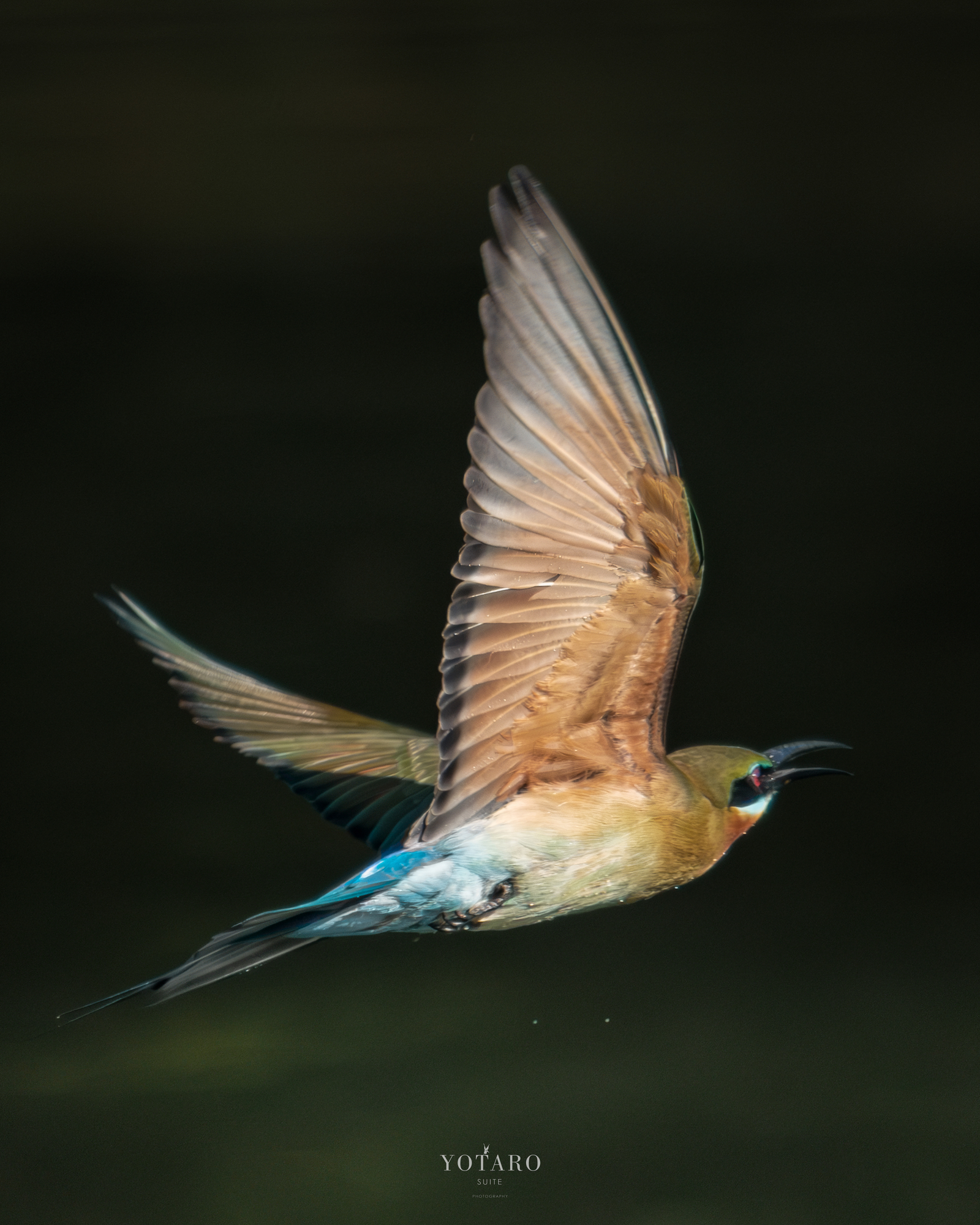 ✨美品✨Nikon AF 75-300mm 超望遠レンズ 運動会 野鳥撮影 ✨美品✨Nikon AF 75-300mm 超望遠レンズ 運動会 野鳥撮影 ✨美品