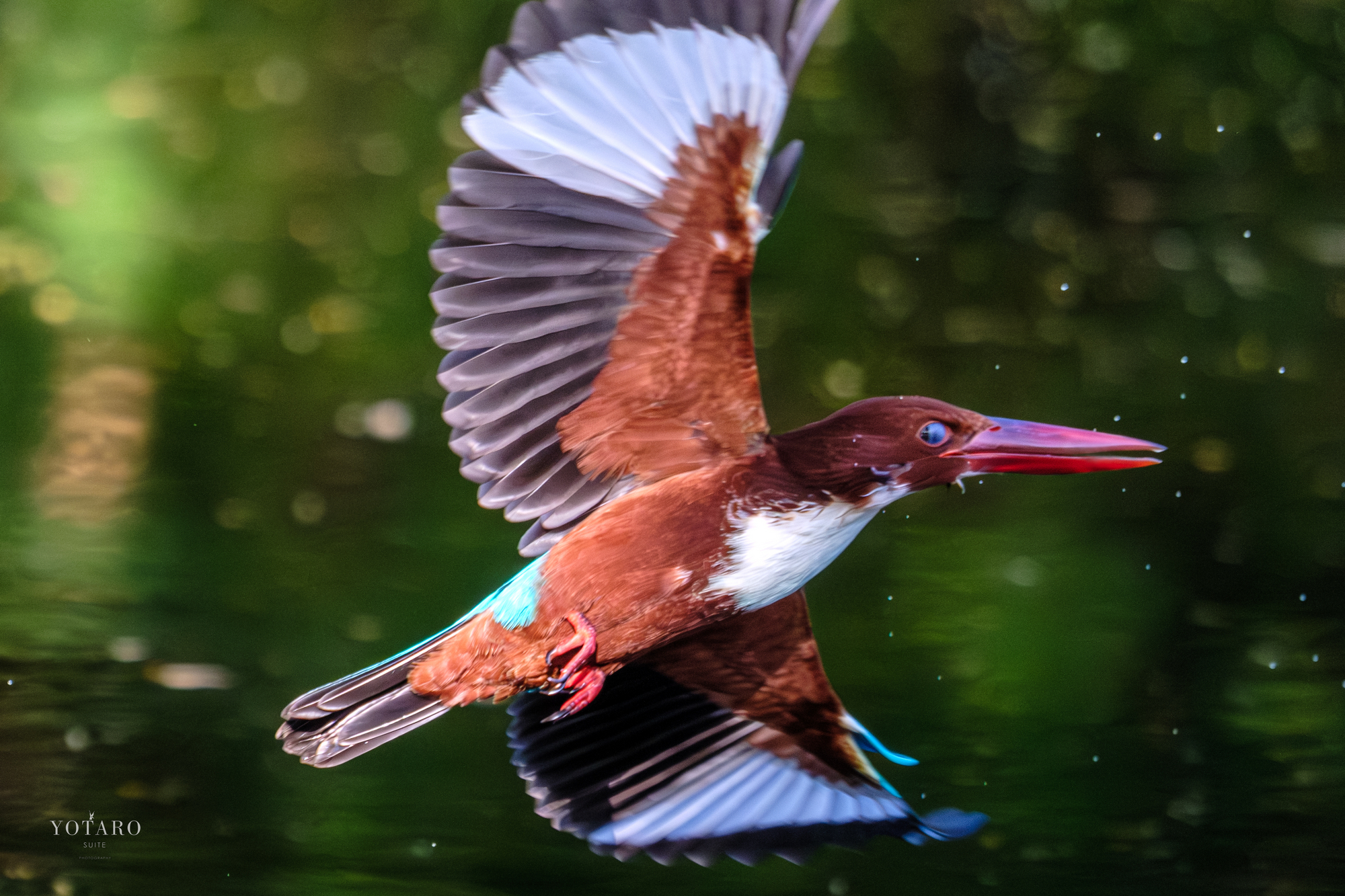 フジの野鳥撮影『超望遠ズームレンズ』 - MONOKIRI 35mm