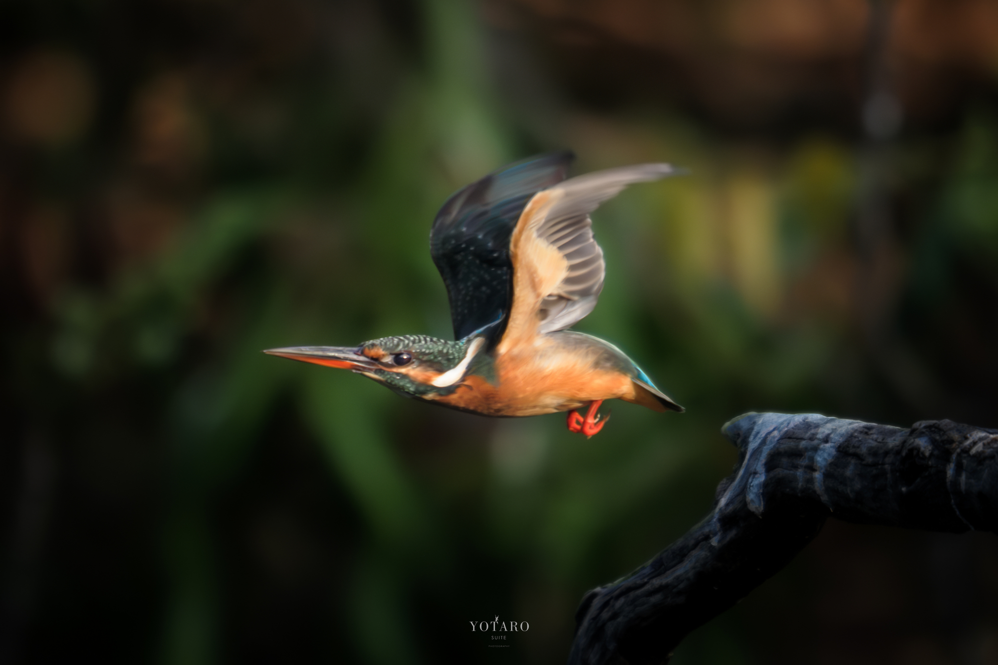 Fujifilm X-T5で撮影した野鳥写真をプリント - MONOKIRI 35mm