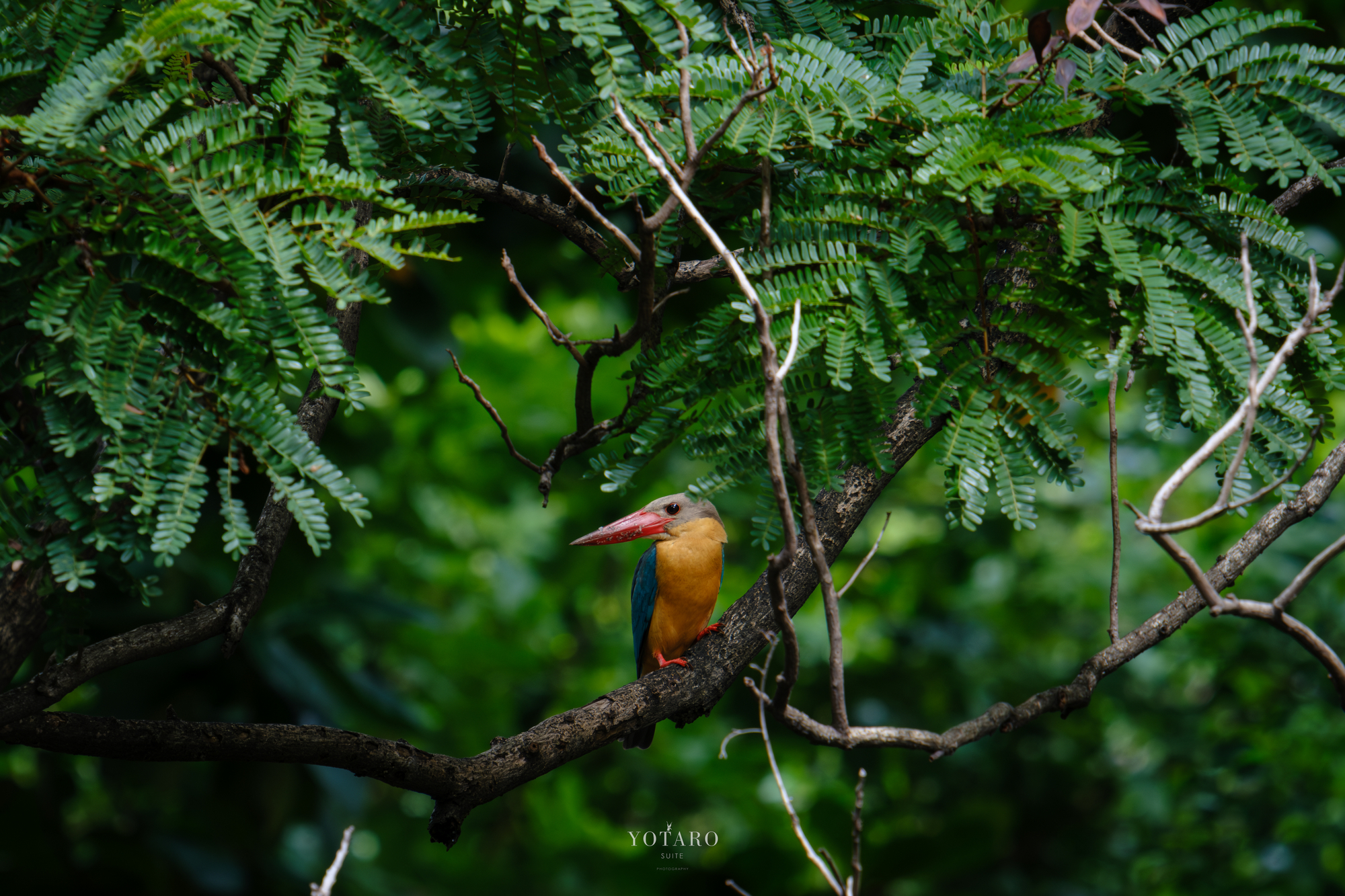 森の天使 58cmジモモ 海外限定Labubu 特大サイズ 幻想の癒し