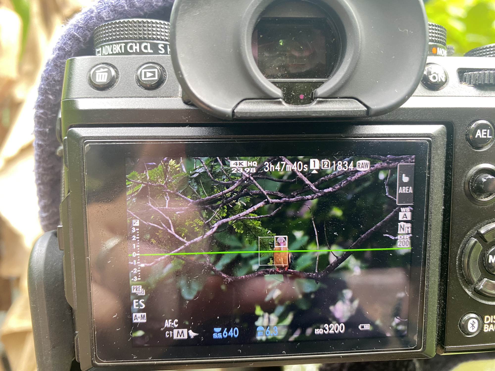 鳥撮り物語#57「みどりの森のコウハシショウビン」 - Yotarosuite's diary