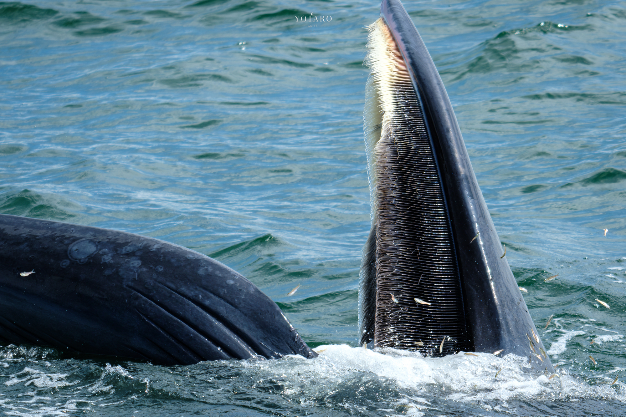 今日のX-T5『ニタリクジラの撮影』 - MONOKIRI 35mm