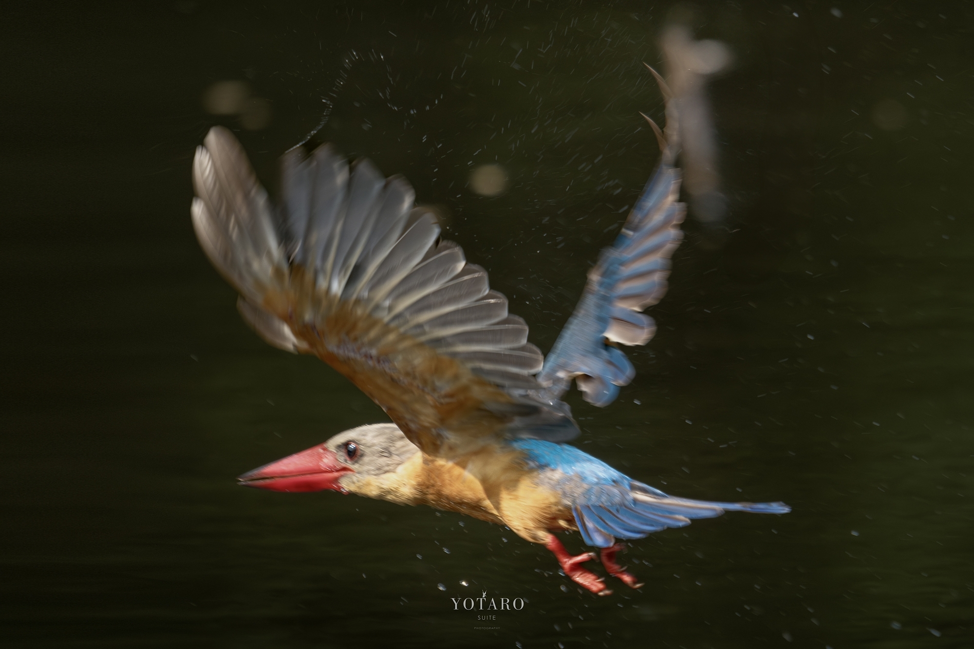 鳥撮り物語#64「コウハシショウビン飛翔」 - Yotarosuite's diary