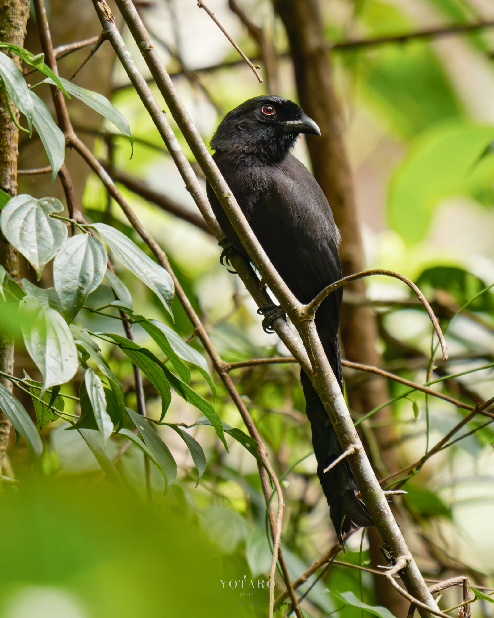フジの野鳥撮影【2025年上半期ベスト写真】Fujifilm X-T5撮影