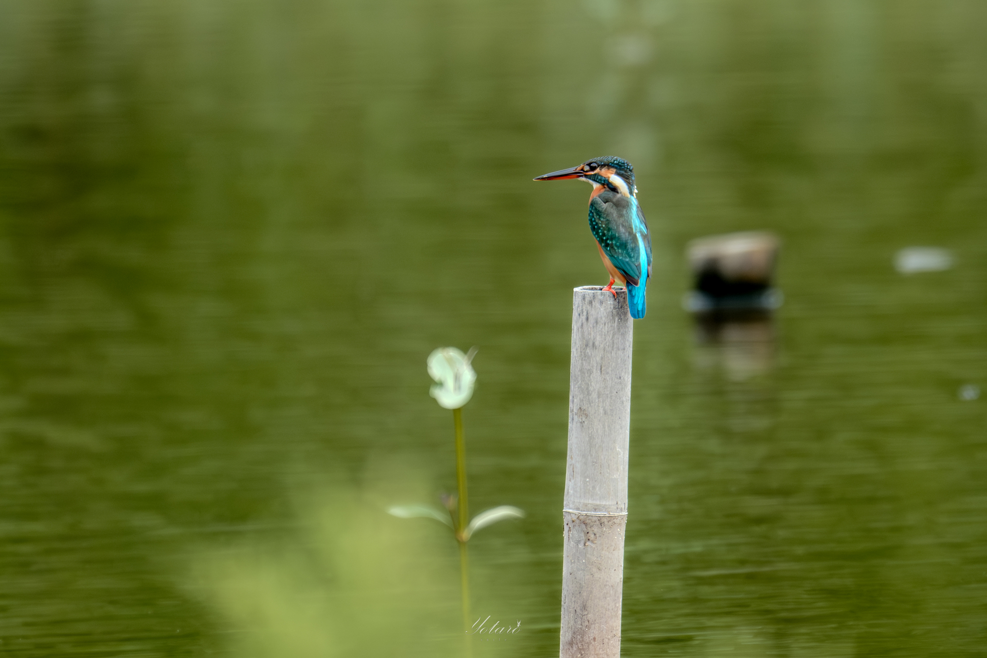 DAHL ダール イェンセン カワセミ 翡翠 鳥 デンマーク製 DAHL JENSEN