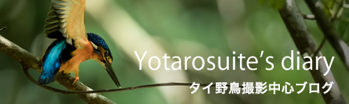 yotarosuite's diary - タイ野鳥撮影中心ブログ
