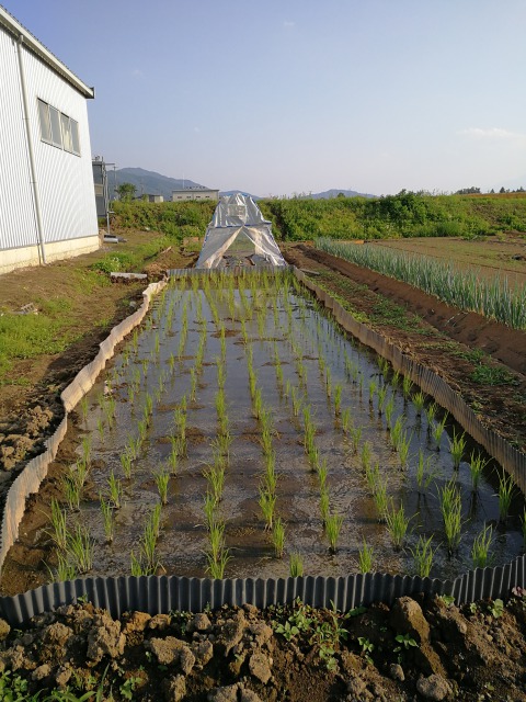 f:id:yotchi1005:20200625120911j:plain f:id:yotchi1005:20200625120911j:plain