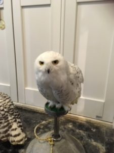 白フクロウ