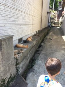 相島の猫