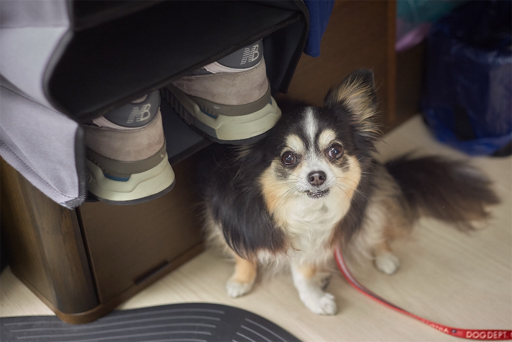 f:id:yotsuba4LC:20250112010418j:image