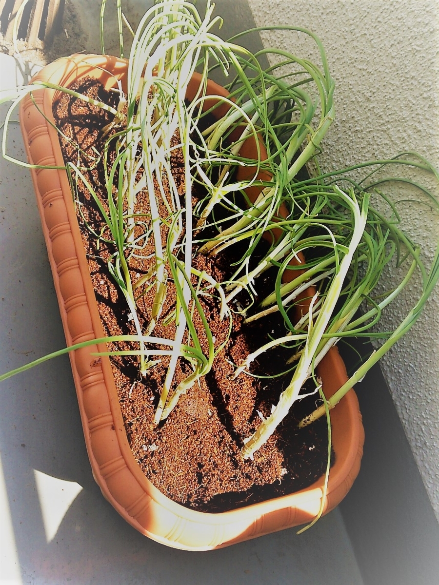 雑草魂 どこでも生える野蒜 ノビル を栽培してみようの回 美味しい野草 よつまお 雑草魂 どこでも生える野蒜 ノビル を栽培してみようの回 美味しい野草 よつまお