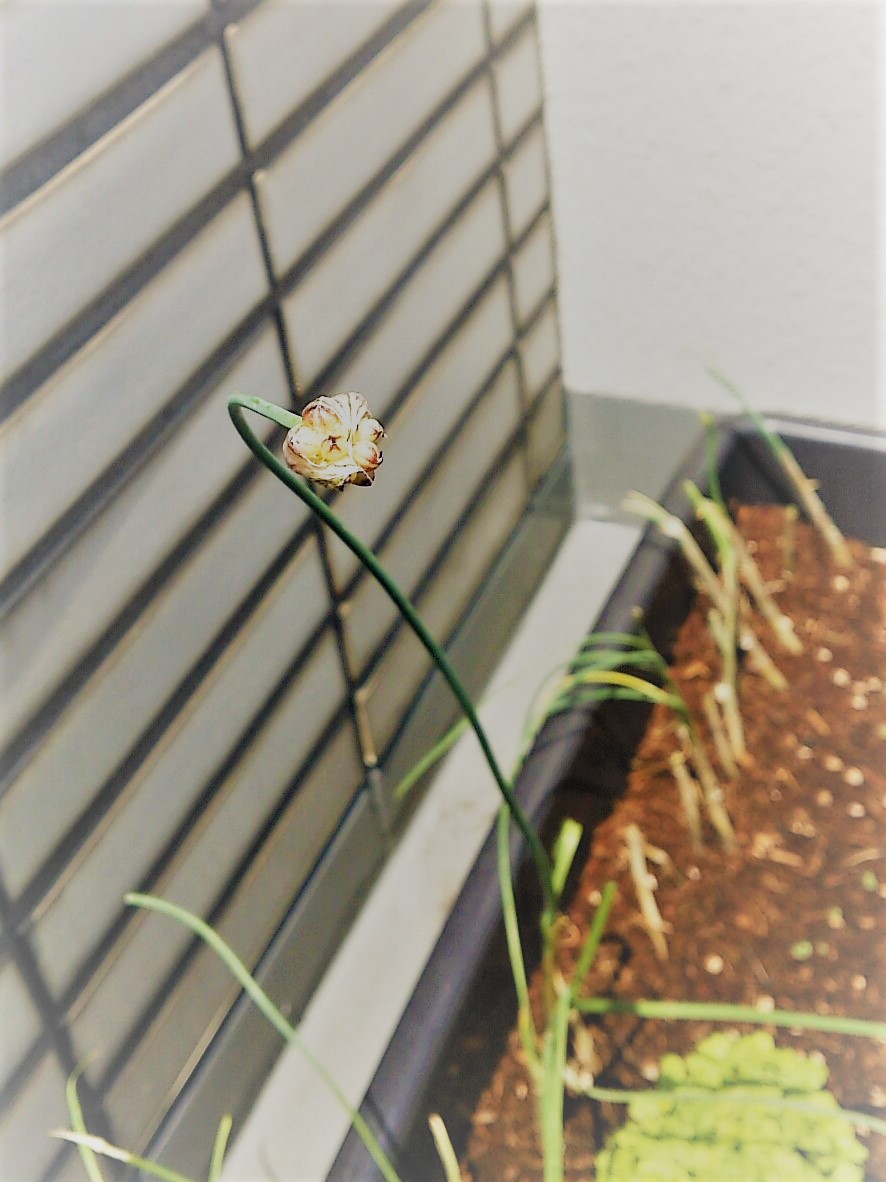 雑草魂 どこでも生える野蒜 ノビル を栽培してみようの回 美味しい野草 よつまお 雑草魂 どこでも生える野蒜 ノビル を栽培してみようの回 美味しい野草 よつまお