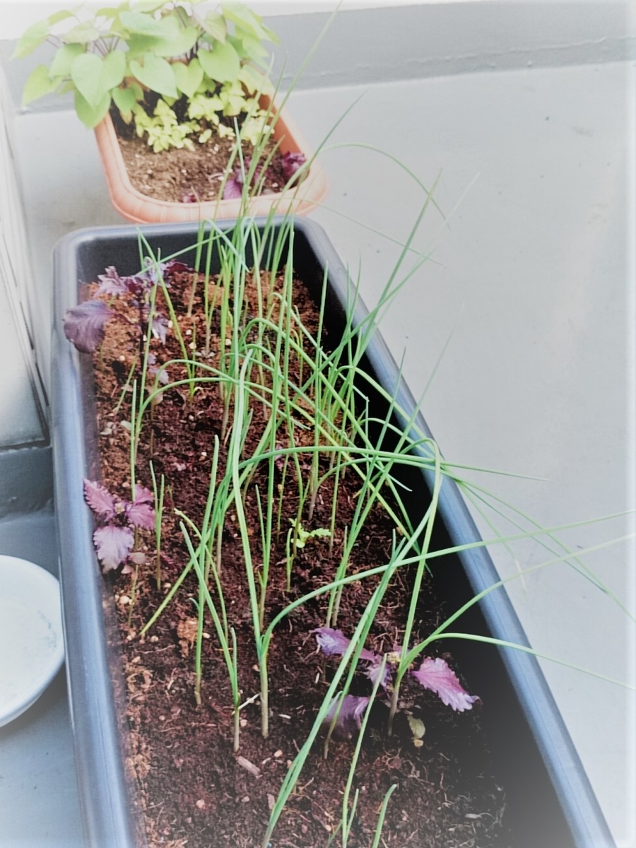 雑草魂 どこでも生える野蒜 ノビル を栽培してみようの回 美味しい野草 よつまお 雑草魂 どこでも生える野蒜 ノビル を栽培してみようの回 美味しい野草 よつまお