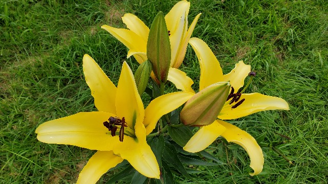 f:id:yotuba2014:20200822072649j:image f:id:yotuba2014:20200822072649j:image