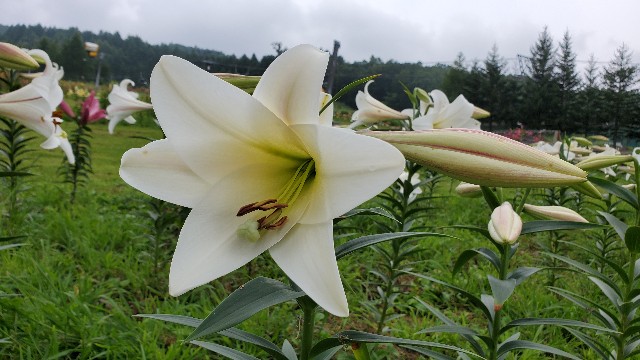 f:id:yotuba2014:20200822072712j:image f:id:yotuba2014:20200822072712j:image