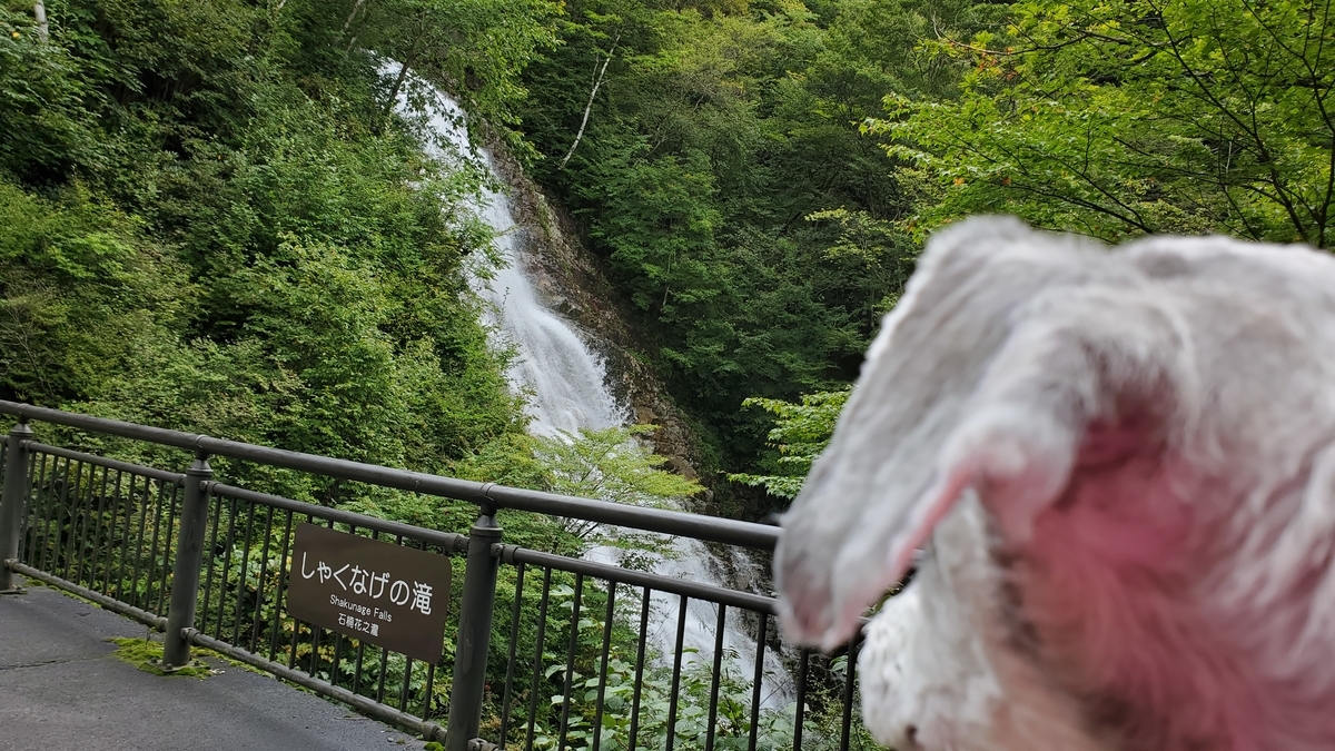 f:id:yotuba2014:20200925120034j:plain f:id:yotuba2014:20200925120034j:plain