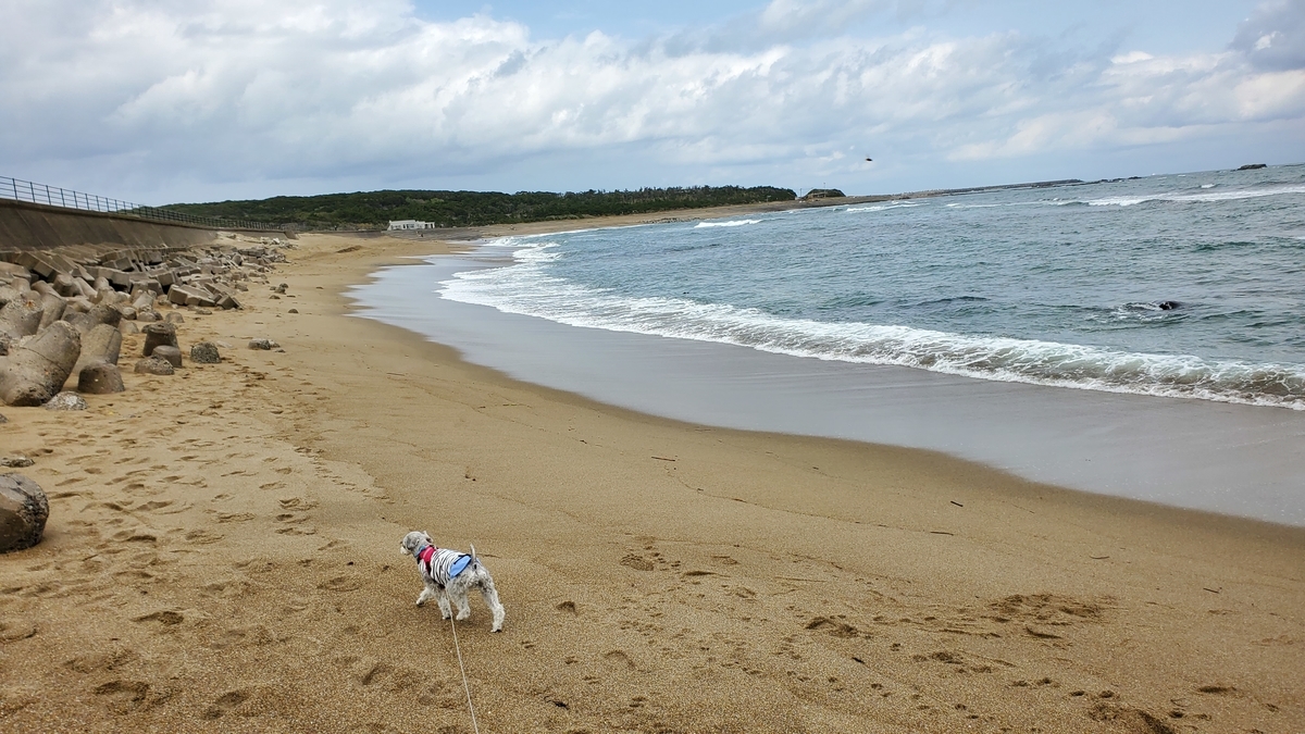 f:id:yotuba2014:20210526114242j:plain