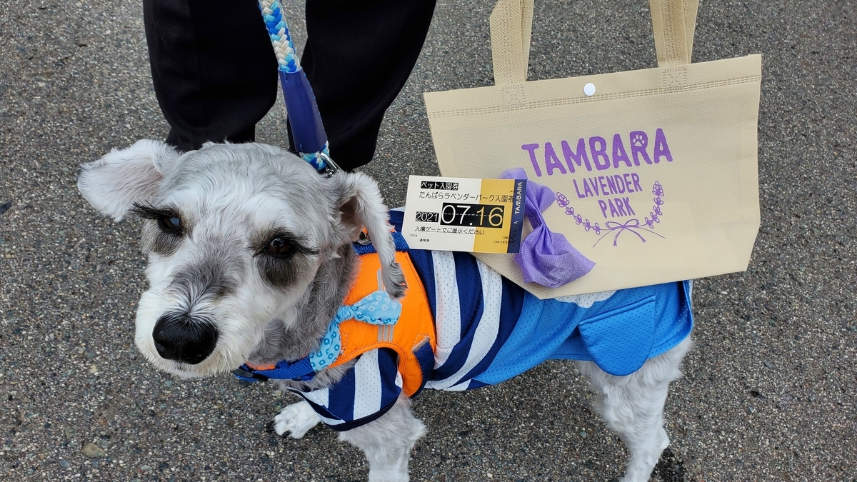 f:id:yotuba2014:20210725162022j:plain