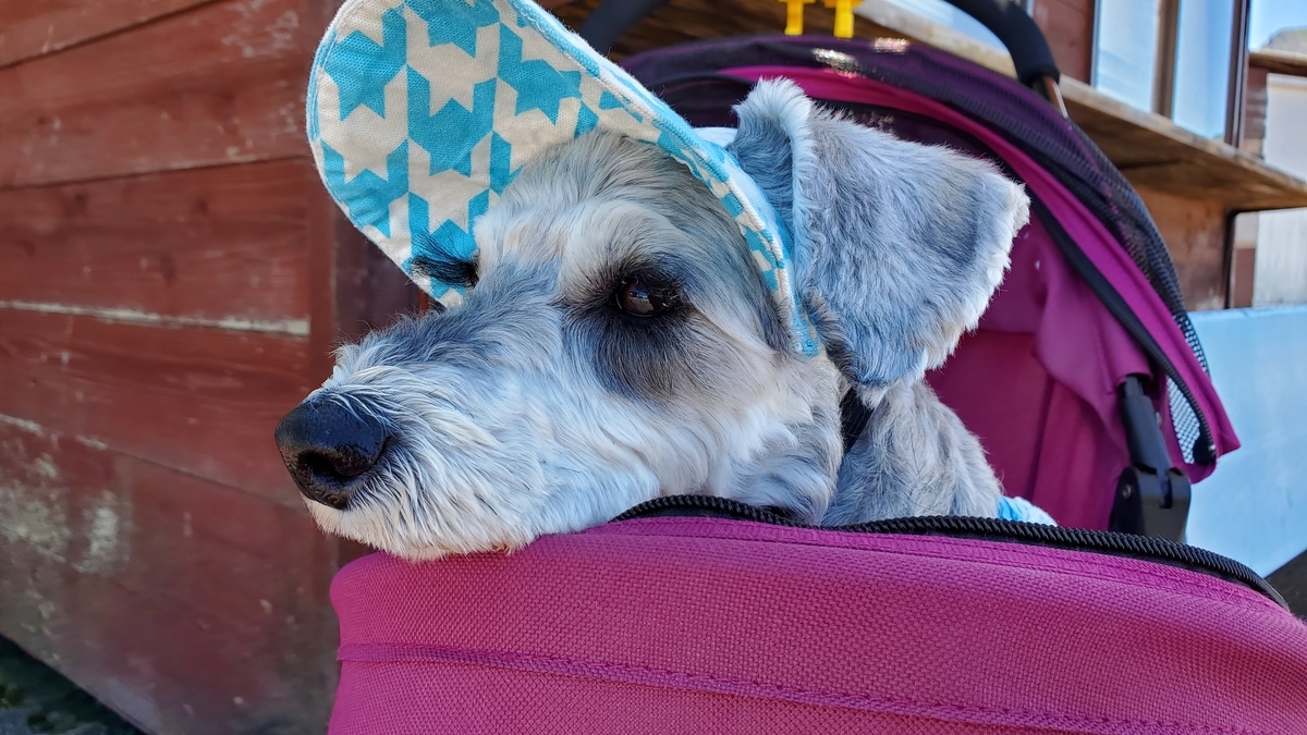 f:id:yotuba2014:20210823104307j:plain