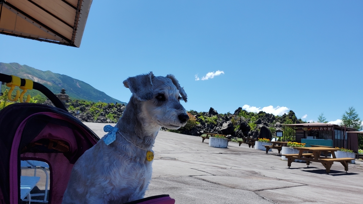 f:id:yotuba2014:20210823104544j:plain